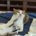 Profile picture essiehellcat.bsky.social