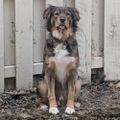 Profile picture pedrothedog.bsky.social