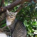Profile picture mundodosgatos.bsky.social