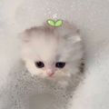 Profile picture calicocat23.bsky.social