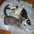 Profile picture parrishpets.bsky.social