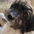 Profile picture shipperxphile.bsky.social