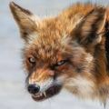 Profile picture danielvulpen.bsky.social