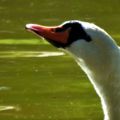 Profile picture tegaladwennotesse.bsky.social