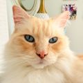 Profile picture lynnielooselocks50.bsky.social