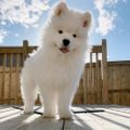 Profile picture petlovely68.bsky.social