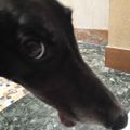 Profile picture priscagreyhound.bsky.social