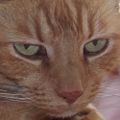 Profile picture axiomveritas.bsky.social