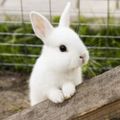 Profile picture whitebunbun.bsky.social