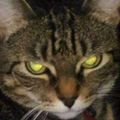 Profile picture billietchin.bsky.social