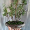Profile picture memycoffeenbonsai.bsky.social