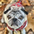 Profile picture mrsmurphyslaw.bsky.social