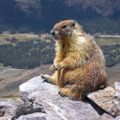 Profile picture voraciousmarmot.bsky.social