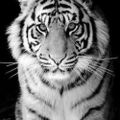 Profile picture lizziethetiger.bsky.social