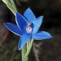 Profile picture wa-orchids.bsky.social