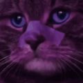 Profile picture catch-phrasey.bsky.social