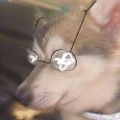 Profile picture little-kthulhu.bsky.social