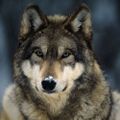 Profile picture tamar19.bsky.social