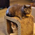 Profile picture rhondaelaine.bsky.social
