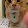 Profile picture crzycatldy.bsky.social