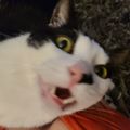 Profile picture tinybadwolf.bsky.social