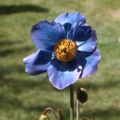 Profile picture spurstowjanet.bsky.social