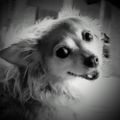 Profile picture bristoli.bsky.social