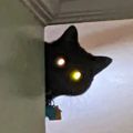 Profile picture nekotaclysm.bsky.social