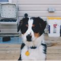 Profile picture agileaussie.bsky.social