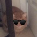 Profile picture sbdkitty.bsky.social