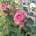 Profile picture dianefreeling.bsky.social