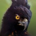 Profile picture sixscales.bsky.social