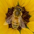 Profile picture gardenercfl.bsky.social