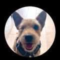 Profile picture lakelandwoof.bsky.social