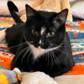 Profile picture tabbypurrkins.bsky.social
