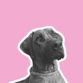 Profile picture grizzleridgeback.bsky.social