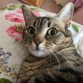 Profile picture trishandthe3cats.bsky.social