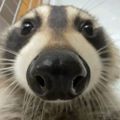 Profile picture pastalitic.bsky.social