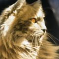 Profile picture drcrone.bsky.social