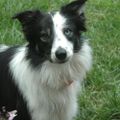 Profile picture lindavt.bsky.social