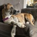 Profile picture pupersmammy.bsky.social