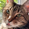 Profile picture houseof9lives.bsky.social