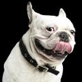 Profile picture comedypilot.bsky.social