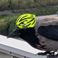 Profile picture katquat.at
