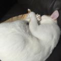 Profile picture bakeneko96kinkaku.bsky.social