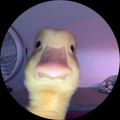 Profile picture isudumb.bsky.social