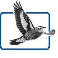 Profile picture britishbirdsbbrc.bsky.social
