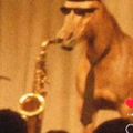 Profile picture biggerhoss.bsky.social