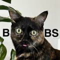 Profile picture bansheeqween.bsky.social