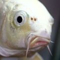 Profile picture fishttp.website